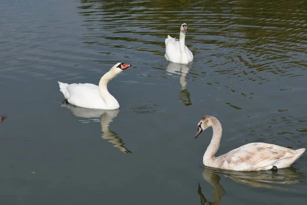 Schöne Weiße Schwäne Die Sommertagen Auf Der Wasseroberfläche Des Sees — Stockfoto