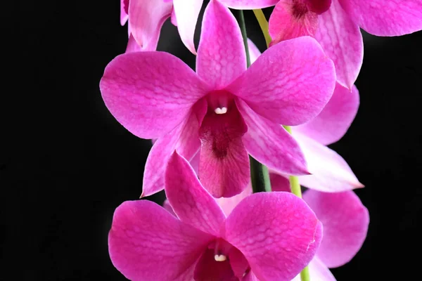 Hermosas Flores Orquídea Sobre Fondo Oscuro Concepto Verano Vista Cercana — Foto de Stock