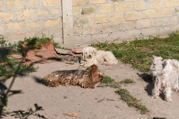 Şirin Köpekler Yaz Günü Dışarıda Eğleniyorlar — Stok fotoğraf