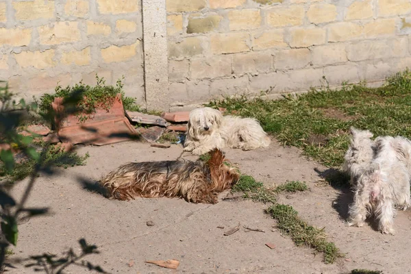 Perros Lindos Divertirse Aire Libre Día Verano — Foto de Stock