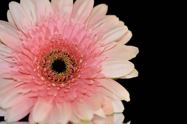 Krásný Gerbera Květ Odrazem Tmavém Pozadí Letní Koncept Zblízka — Stock fotografie