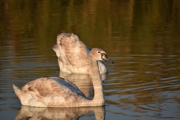 Belos Cisnes Brancos Nadando Superfície Água Lago Dia Verão — Fotografia de Stock