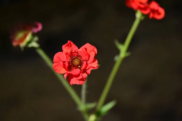 Krásné Růže Tmavém Pozadí Letní Koncept Zblízka — Stock fotografie