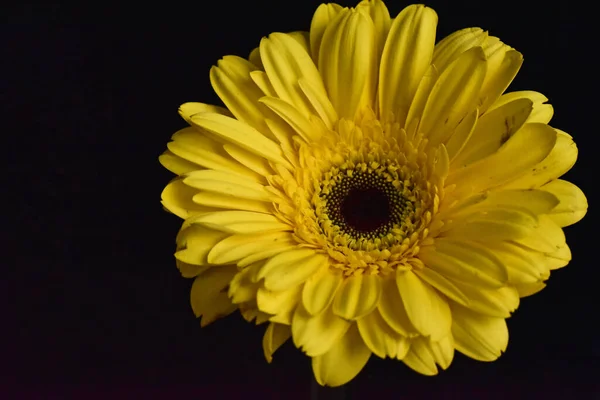 Güzel Gerbera Koyu Arkaplan Yaz Konsepti Yakın Görüş — Stok fotoğraf