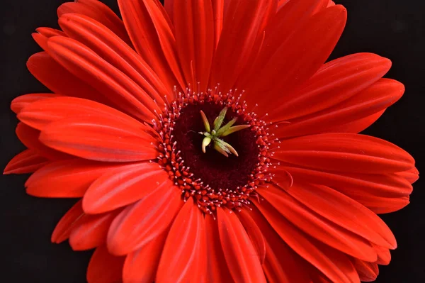 Zblízka Úžasné Květiny Květ — Stock fotografie