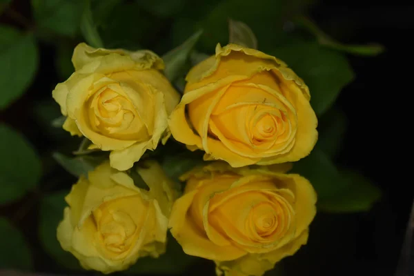 Wunderschöne Rosenblüten Mit Reflexion Auf Dunklem Hintergrund Sommerkonzept Nahsicht — Stockfoto