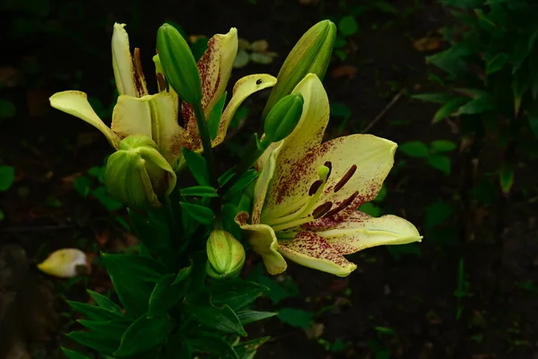 Lindas Flores Lírio Crescendo Jardim Verão Dia Ensolarado — Fotografia de Stock