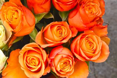 Yazın güneşli bir günde, güzel güller buketi, yakın manzara. 