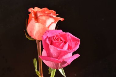 Koyu arkaplanda güzel güller, yaz konsepti, yakın manzara  