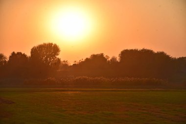 Gökyüzünde yeşil yapraklı ağaç dalları