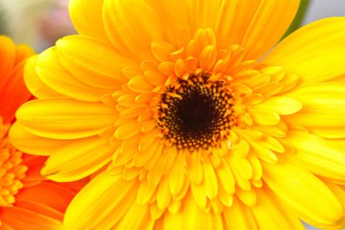 Tahta arka planda güzel Gerbera çiçekleri, yaz konsepti, yakın görüş   