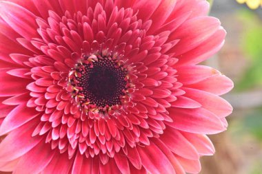 Güzel parlak gerbera, yaz konsepti, makro manzara  