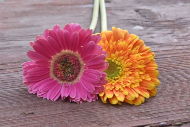Tahta arka planda güzel Gerbera çiçekleri, yaz konsepti, yakın görüş   