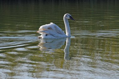 Güzel beyaz kuğu yaz günü göl yüzeyinde yüzüyor. 