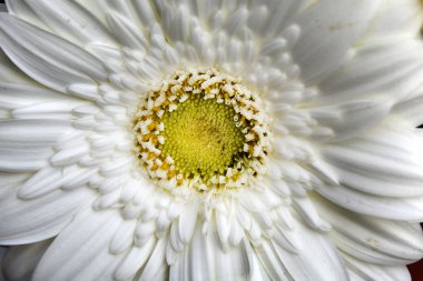 Güzel parlak gerbera, yaz konsepti, makro manzara  