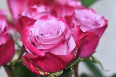 Yazın güneşli bir günde, güzel güller buketi, yakın manzara. 