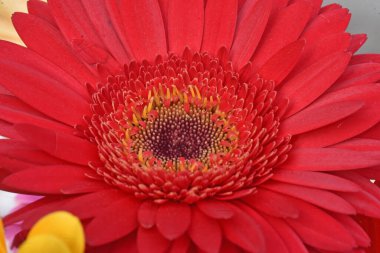 Güzel parlak gerbera, yaz konsepti, makro manzara  