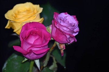 Koyu arkaplanda güzel güller, yaz konsepti, yakın manzara  