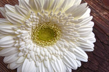 Tahta arka planda güzel Gerbera çiçeği, yaz konsepti, yakın görüş   