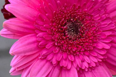 Güzel parlak gerbera, yaz konsepti, makro manzara  