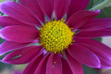 Güneşli yaz gününde bahçede yetişen güzel çiçekler. 