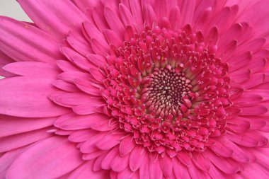 Güzel parlak gerbera, yaz konsepti, makro manzara  