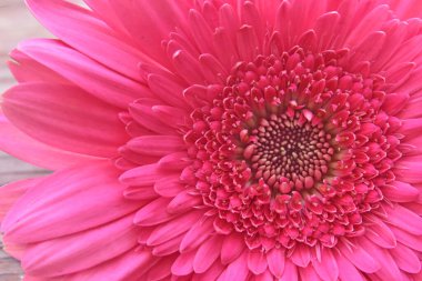 Güzel parlak gerbera, yaz konsepti, makro manzara  