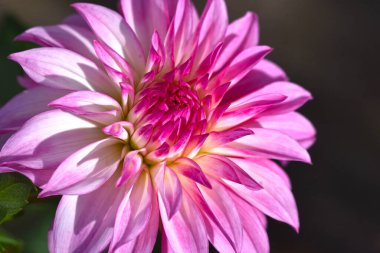 güzel kasımpatı çiçeği bahçede yetişiyor yaz güneşli bir günde 