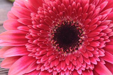 Güzel parlak gerbera, yaz konsepti, makro manzara  