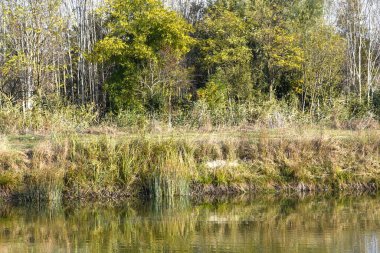Göllü yaz ormanı manzarası