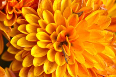 Güzel parlak gerbera, yaz konsepti, makro manzara  