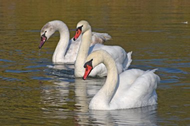 Güzel beyaz kuğular yaz günü göl yüzeyinde yüzerler. 
