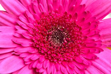 Güzel parlak gerbera, yaz konsepti, makro manzara  