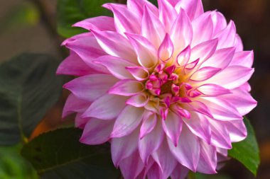 Güneşli yaz gününde bahçede yetişen güzel çiçekler. 