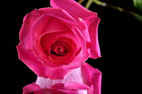 Zblízka Něžné Růže Květiny Izolované Černé — Stock fotografie