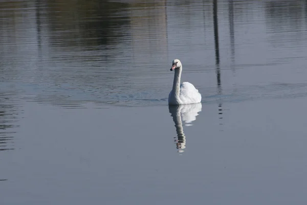 beautiful white swan swimming on lake water surface at summer day