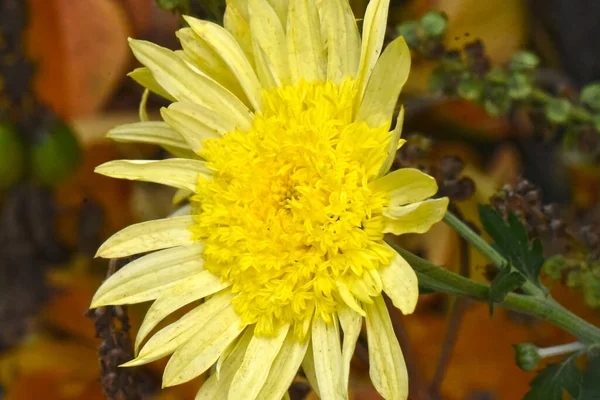 Schöne Aster Blume Wächst Garten Sonnigen Sommertag — Stockfoto