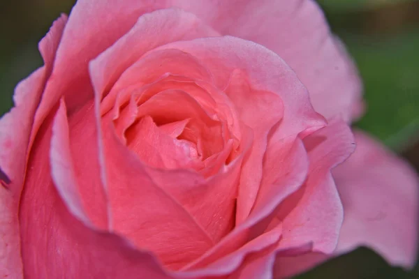 Hermosa Rosa Creciendo Jardín Verano Día Soleado — Foto de Stock