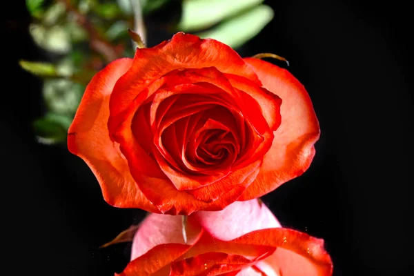Zbliżenie Przetargu Kwiat Róży Izolowane Czarno — Zdjęcie stockowe