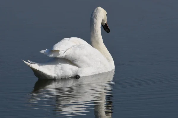 Hermoso Cisne Blanco Nadando Superficie Del Agua Del Lago Día —  Fotos de Stock