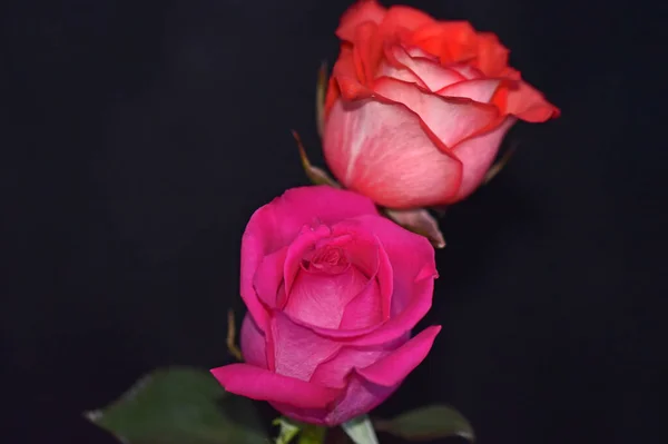Красивые Розы Темном Фоне Летняя Концепция Близкий Вид — стоковое фото