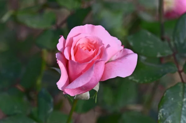 Piękna Róża Rośnie Ogrodzie Letni Słoneczny Dzień — Zdjęcie stockowe