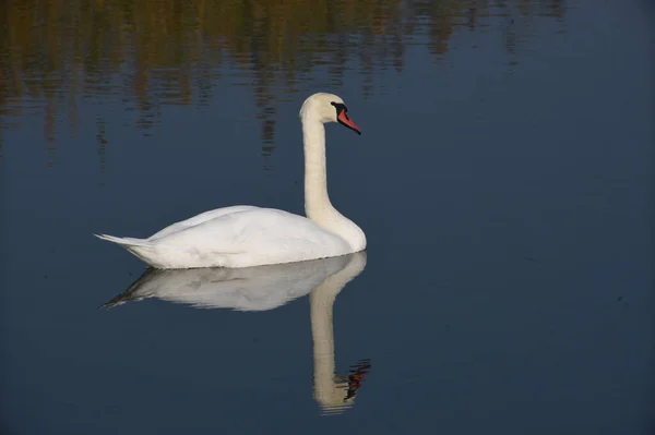 Beau Cygne Blanc Nageant Sur Surface Eau Lac Jour Été — Photo