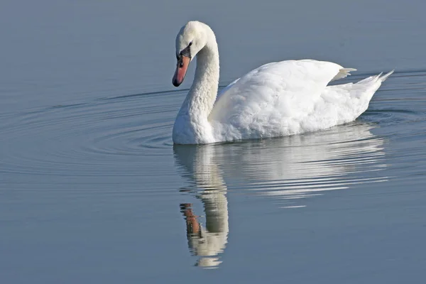 Belo Cisne Branco Nadando Superfície Água Lago Dia Verão — Fotografia de Stock