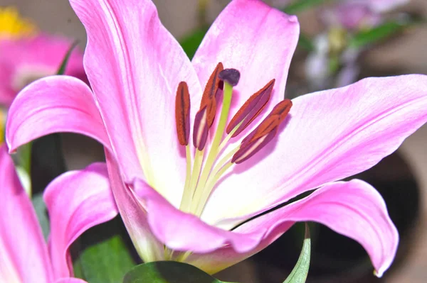 Beautiful Lilies Growing Garden Summer Sunny Day — Stock Photo, Image