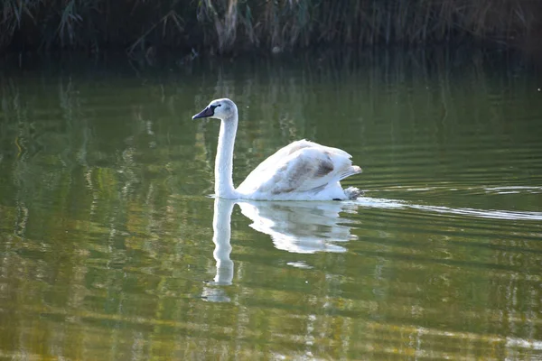 Hermoso Cisne Blanco Nadando Superficie Del Agua Del Lago Día —  Fotos de Stock