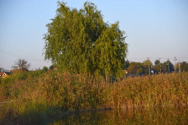 Tree Branches Green Leaves Blue Sky Background — Stock Photo, Image