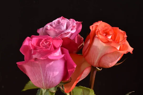 Rosas Bonitas Fundo Escuro Conceito Verão Vista Próxima — Fotografia de Stock