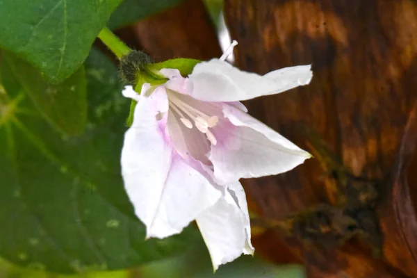 Bellissimo Fiore Che Cresce Giardino Estate Giornata Sole — Foto Stock