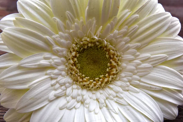 美しい明るいゲルベラ夏のコンセプトマクロビュー — ストック写真